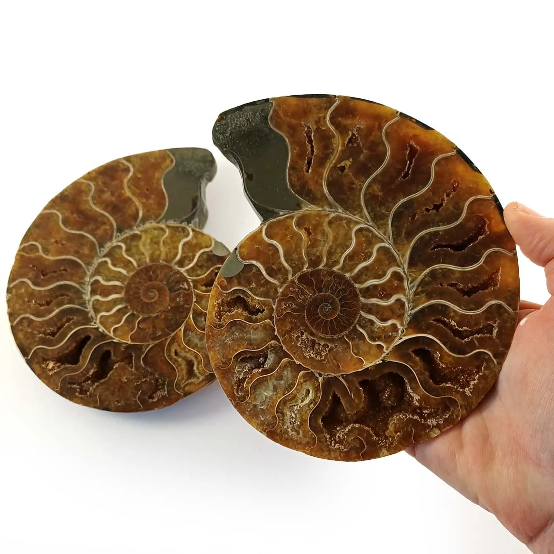 Ammonite Cleoniceras – Large Pair from Ancient Seas