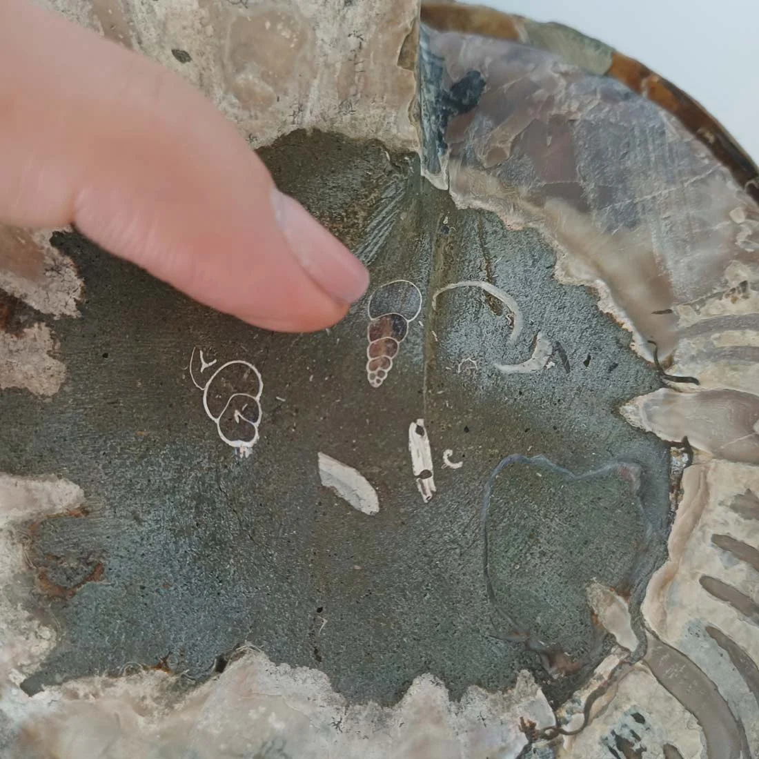 Ammonite Cleoniceras – Large Pair from Ancient Seas - detail