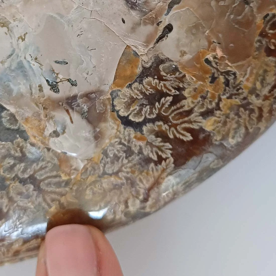 Ammonite Cleoniceras – Large Pair from Ancient Seas – Madagascar - detail