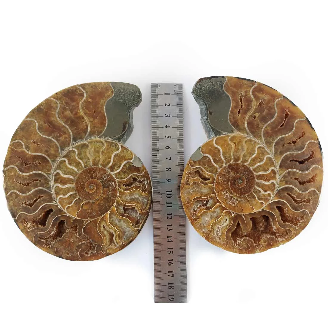 Ammonite Cleoniceras – Large Pair from Ancient Seas - Madagascar - 16.5 x 14cm - Image 7