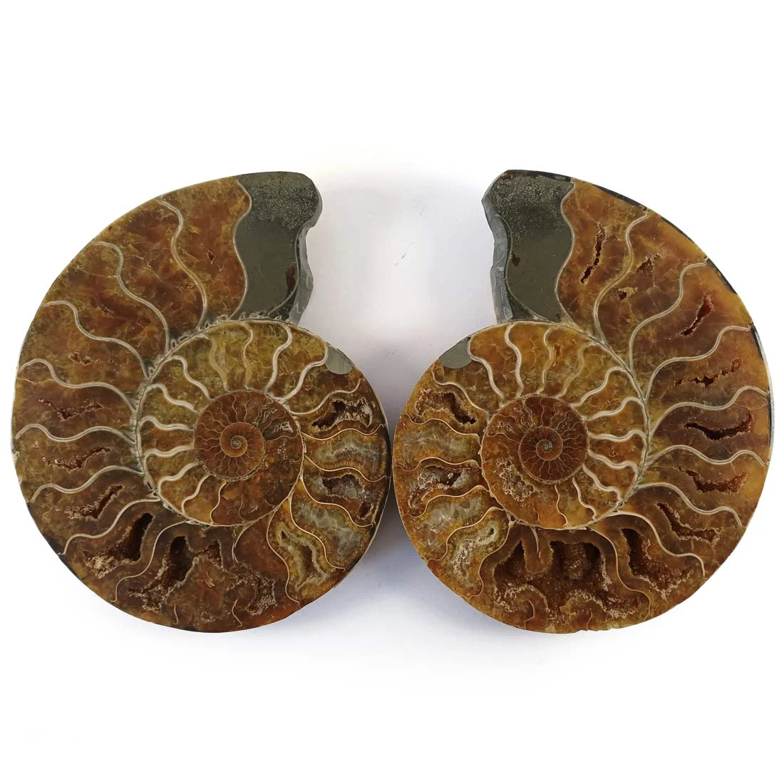 A large Ammonite Cleoniceras pair from Madagascar.