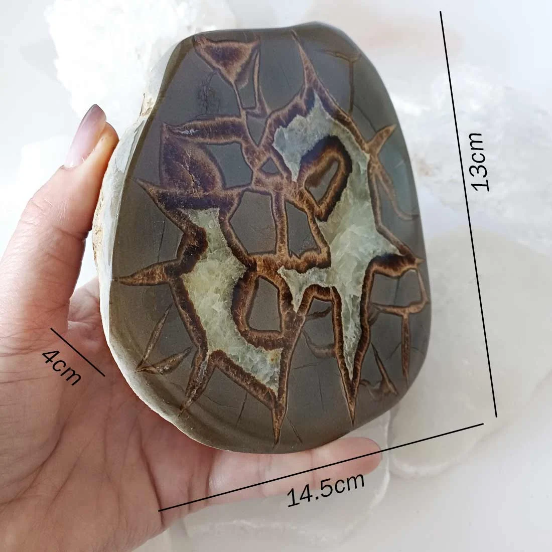 Polished Septarian slice with brown aragonite lines and pale calcite crystal sections in grey limestone matrix