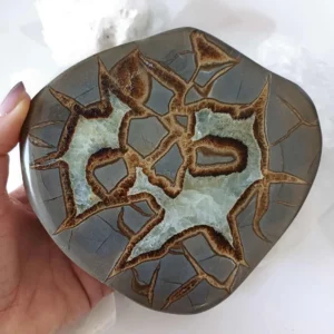 Polished Septarian slice with brown aragonite lines and pale calcite crystal sections in grey limestone matrix