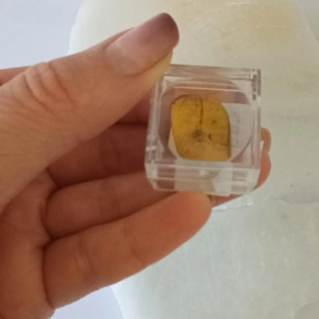 Amber fossil with insect inclusion showing preserved prehistoric insect inside golden resin