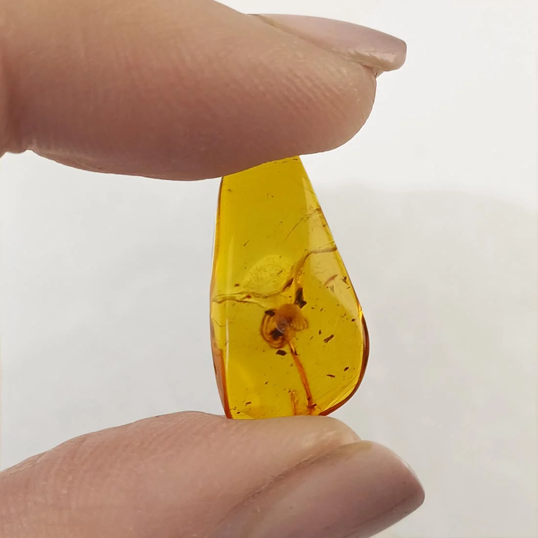 Amber fossil with insect inclusion showing preserved prehistoric insect inside golden resin