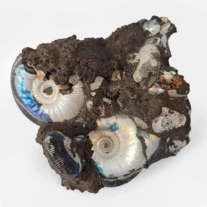 Ammonite Graspedites fossil cluster from Russia with multiple iridescent shell formations in dark natural matrix