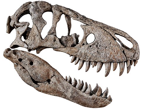 Prehistoric Treasures dinosaur emblem